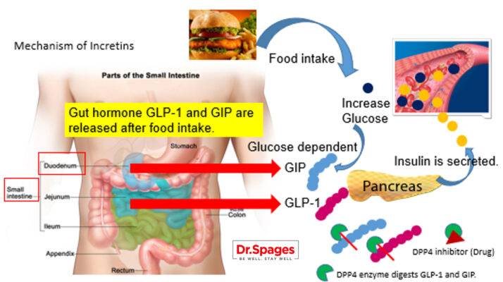 Glucagon-Like Peptide-1 Receptor Agonists in Reversing Diabetes